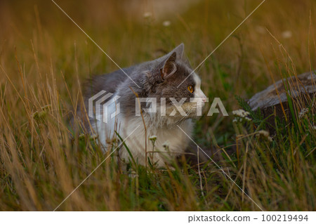 Free walking of cats on garden. Let cat outside. Free walking of cats on garden. Let cat outside. 100219494