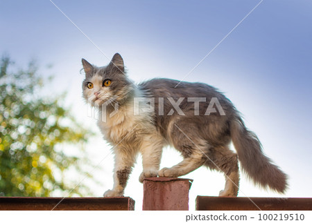 Cat balancing very skillful on the narrow fence. Vintage old fence at ranch with cat. 100219510
