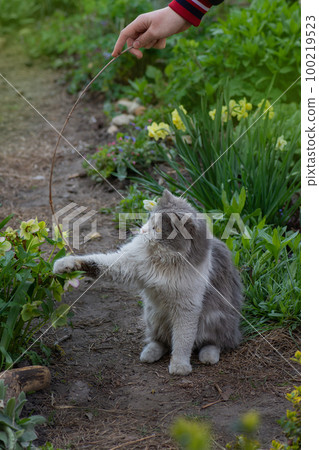Beautiful cat in the hands of a girl outdoors. Beautiful cat in the hands of a girl outdoors. 100219523