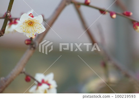 White plum blossoms herald the arrival of spring White plum blossoms herald the arrival of spring 100219593