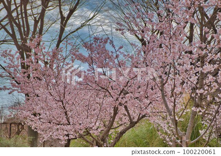 早春採摘的玉輪櫻花 早春採摘的玉輪櫻花 100220061