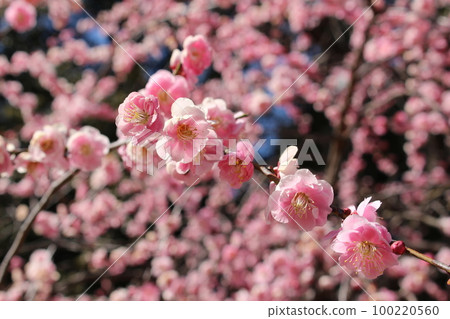 縮景園的花梅（紅梅） 100220560