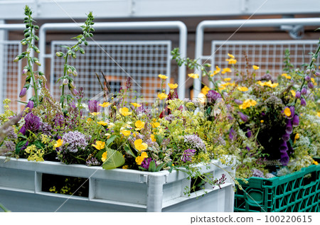 Flowers for sale - Flower market 100220615