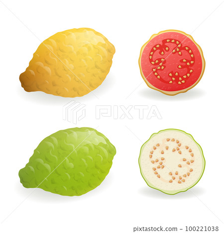 Green and yellow Guava fruits vector illustration. Green and yellow Guava fruits vector illustration. 100221038