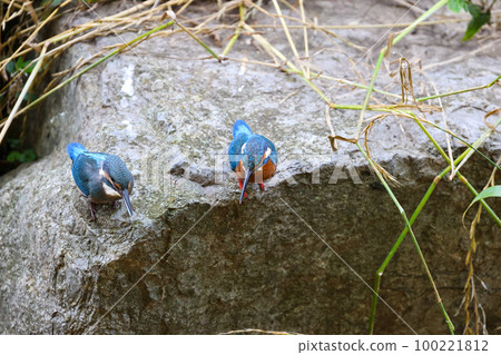 Jade feeding chicks Kingfisher parent and child 100221812