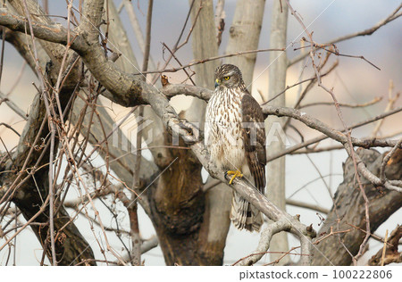 A sharp-eyed raptor Juvenile goshawk 100222806