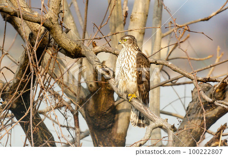 A sharp-eyed raptor Juvenile goshawk 100222807