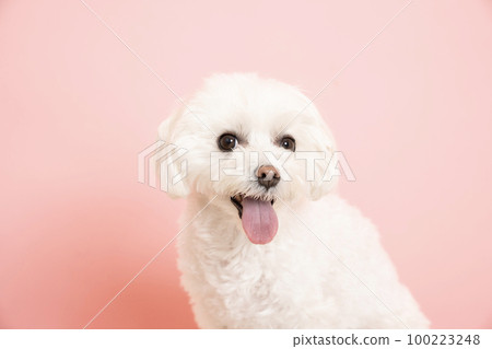 粉背和微笑的馬耳他COCO 100223248