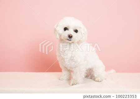 Pink back and smiling maltese COCO 100223353