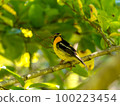 Male narcissus flycatcher at Kobe Arboretum 100223454