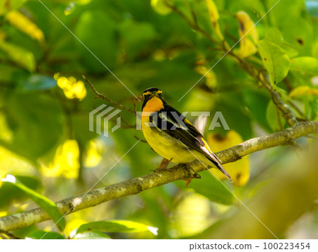 Male narcissus flycatcher at Kobe Arboretum 100223454