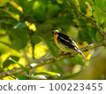 Male narcissus flycatcher at Kobe Arboretum 100223455