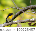 Male narcissus flycatcher at Kobe Arboretum 100223457