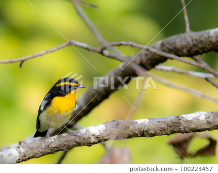 Male narcissus flycatcher at Kobe Arboretum 100223457