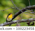 Male narcissus flycatcher at Kobe Arboretum 100223458