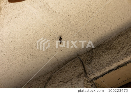 Bagworm on the entrance of a house 100223473