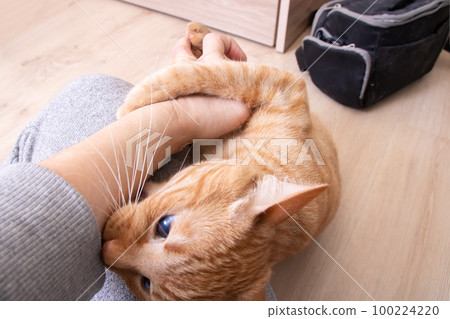 Angry Red Cat Bites Hand in room 100224220