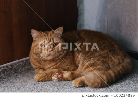 Beautiful red-haired British straight-eared cat lies on the floor of the house Beautiful red-haired British straight-eared cat lies on the floor of the house 100224889