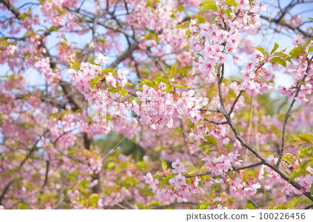Cherry Blossoms Cherry Blossoms 100226456