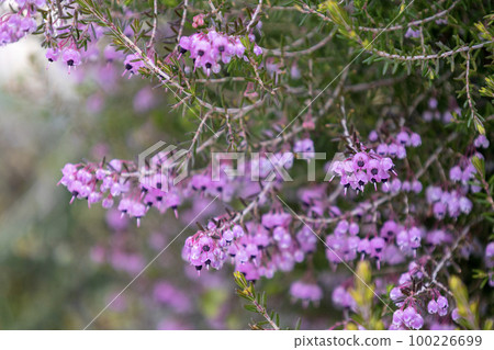 Small pink pot-shaped flower "Janome Erica" Small pink pot-shaped flower "Janome Erica" 100226699