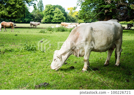 大白牛在倫敦郊外公園的草地上吃草 100226721