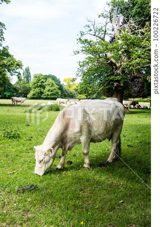 大白牛在倫敦郊外公園的草地上吃草 大白牛在倫敦郊外公園的草地上吃草 100226722