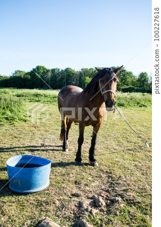A horse nestled in a spacious field in the suburbs of London 100227618