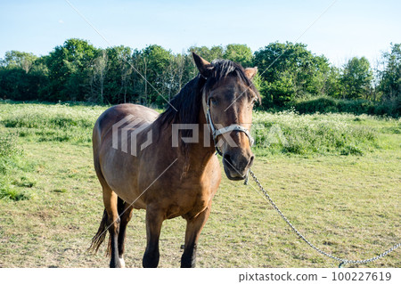 A horse nestled in a spacious field in the suburbs of London A horse nestled in a spacious field in the suburbs of London 100227619