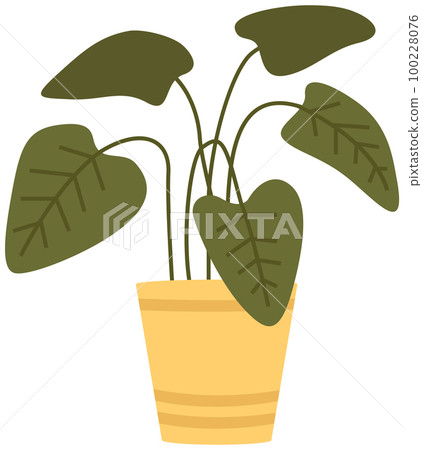 Decorative green plant with long leaves in ceramic pot, pot with houseplant. Home interior plant 100228076