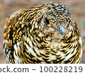 Tiger thrush of Mt. Rokko 100228219