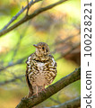 Tiger thrush of Mt. Rokko 100228221