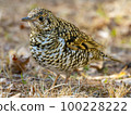 Tiger thrush of Mt. Rokko 100228222
