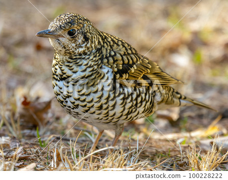 Tiger thrush of Mt. Rokko 100228222