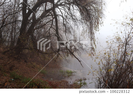 Autumn fog, gloomy forest atmosphere 100228312