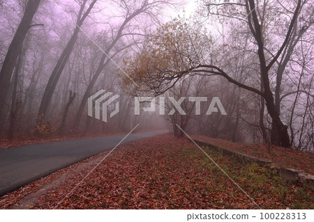 Autumn fog, gloomy forest atmosphere 100228313