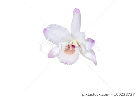 Orchid white single flower with pale pink or purple isolated on white Orchid white single flower with pale pink or purple isolated on white 100228727