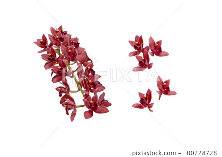 Cascading cymbidium or boat orchid dark red chocolate flowers set isolated on white Cascading cymbidium or boat orchid dark red chocolate flowers set isolated on white 100228728