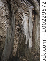 Texture of a cut of an old tree 100229572