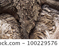 Texture of a cut of an old tree 100229576