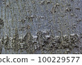 Texture of a cut of an old tree 100229577