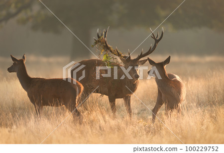 Close up of a Red Deer stag with hinds during rutting season at sunrise Close up of a Red Deer stag with hinds during rutting season at sunrise 100229752