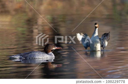 Close-up of two goosander (common merganser) females swimming in water 100229778