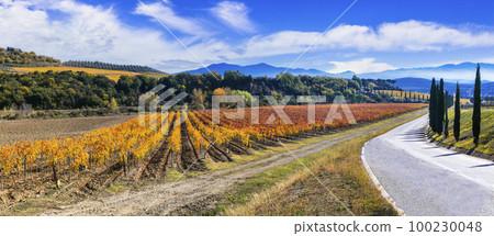 Italy. Tuscany scenic nature landscape. panoramic view of countryside with hills of vineyards in autumn colors Italy. Tuscany scenic nature landscape. panoramic view of countryside with hills of vineyards in autumn colors 100230048