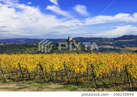Italy, Toscana scenery . Golden vineyards of Tuscany. panorama of medieval castle and yellow grapewines. Italy, Toscana scenery . Golden vineyards of Tuscany. panorama of medieval castle and yellow grapewines. 100230049