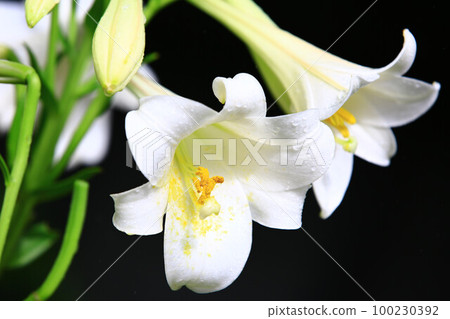 blooming musk lily, cannon lily, easter lily, trumpet lily, virgin flower blooming musk lily, cannon lily, easter lily, trumpet lily, virgin flower 100230392