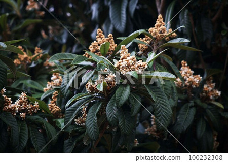 When the loquat blooms 100232308