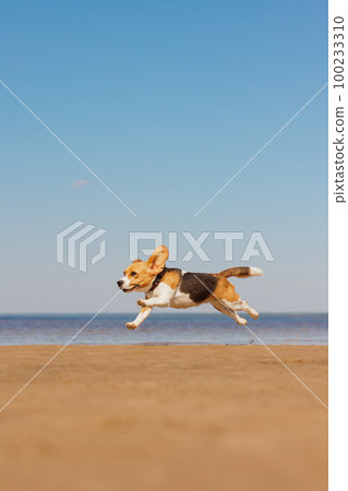 beagle dog runs on seashore against blue sky. pet is playing and having fun outdoors beagle dog runs on seashore against blue sky. pet is playing and having fun outdoors 100233310