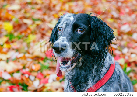 Dog against autumn colorful leaves as a background. 100233352