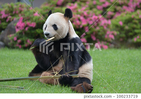 Eimei eating bamboo deliciously 100233719