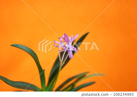 西部蘭花藍星 100234993